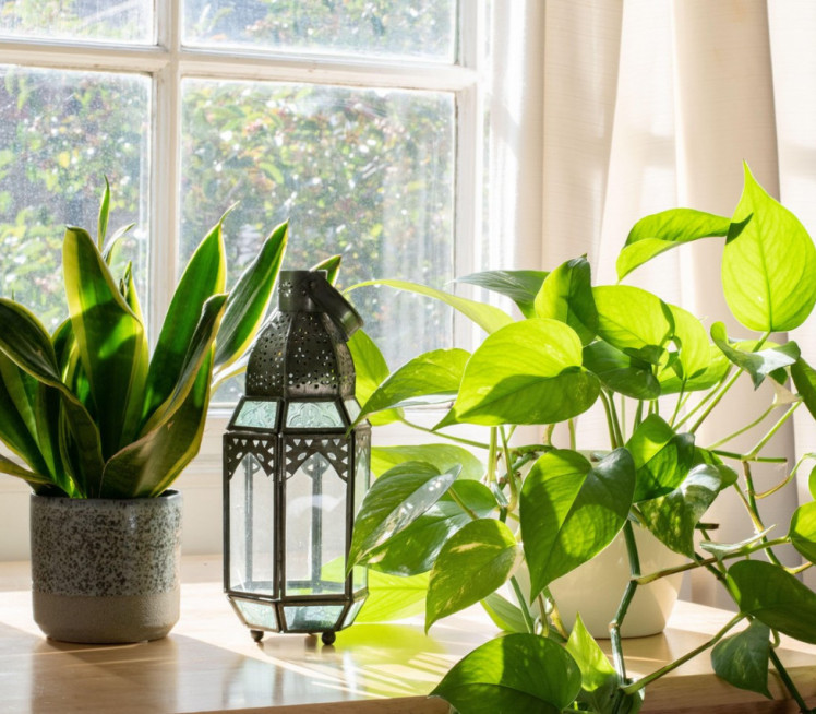 Biljka koju je lako uzgajati, donosi SREĆU I NOVAC