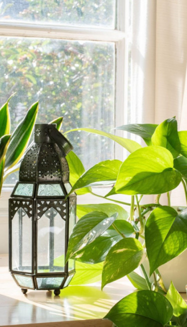 Биљка коју је лако узгајати, доноси СРЕЋУ И НОВАЦ