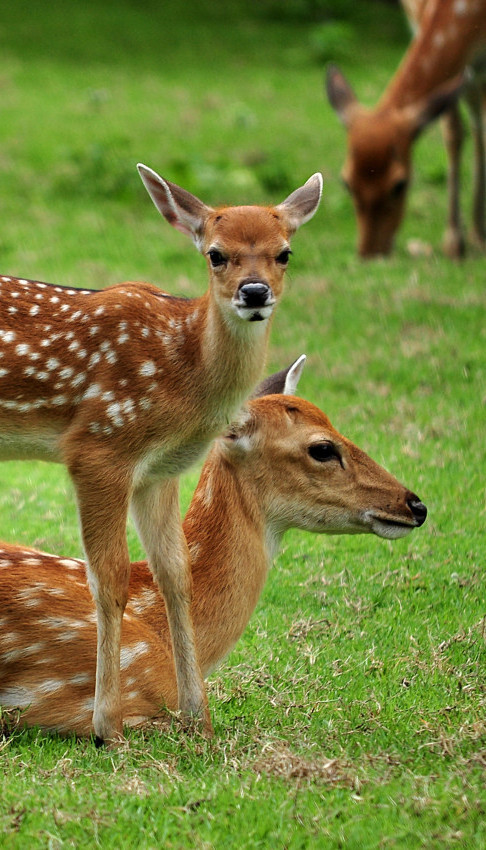 ПРИРОДА СЕ БУДИ! Ретке врсте које су се вратиле током 2025.