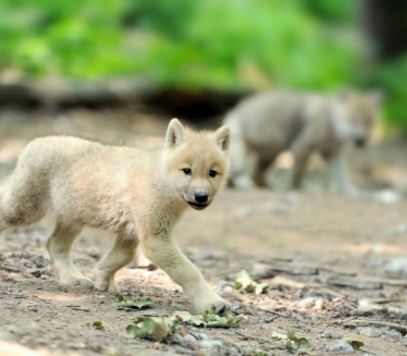 ŠOK U OGLASIMA Osvanula fotka mladih vukova: "Pripitomljeni"