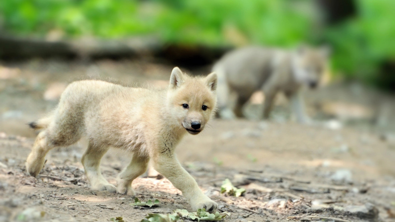 ŠOK U OGLASIMA Osvanula fotka mladih vukova: "Pripitomljeni"