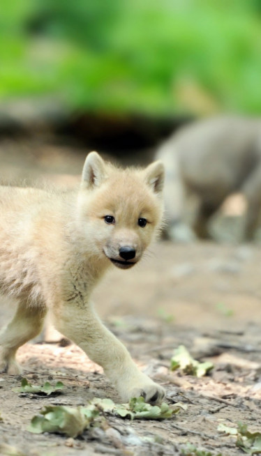 ŠOK U OGLASIMA Osvanula fotka mladih vukova: "Pripitomljeni"