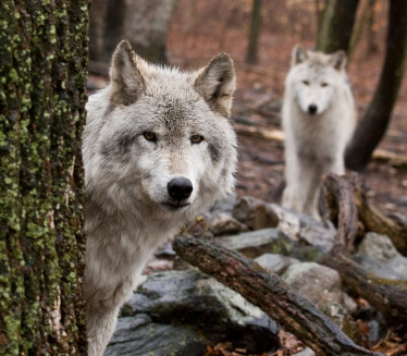 УЖАС У ЦЕНТРУ ГРАДА: Вук напао жену - унаказио јој лице