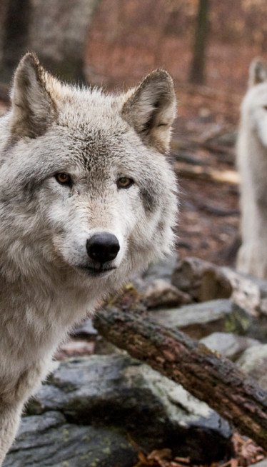 UŽAS U CENTRU GRADA: Vuk napao ženu - unakazio joj lice
