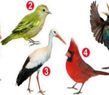 BRZI TEST: Izaberite PTICU i otkrijte šta vas čini posebnim