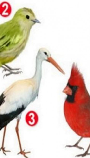 BRZI TEST: Izaberite PTICU i otkrijte šta vas čini posebnim