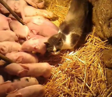 ЧУДО НА ЈУГУ Крмача опрасила 17 -мачка Мица дадиља прасићима