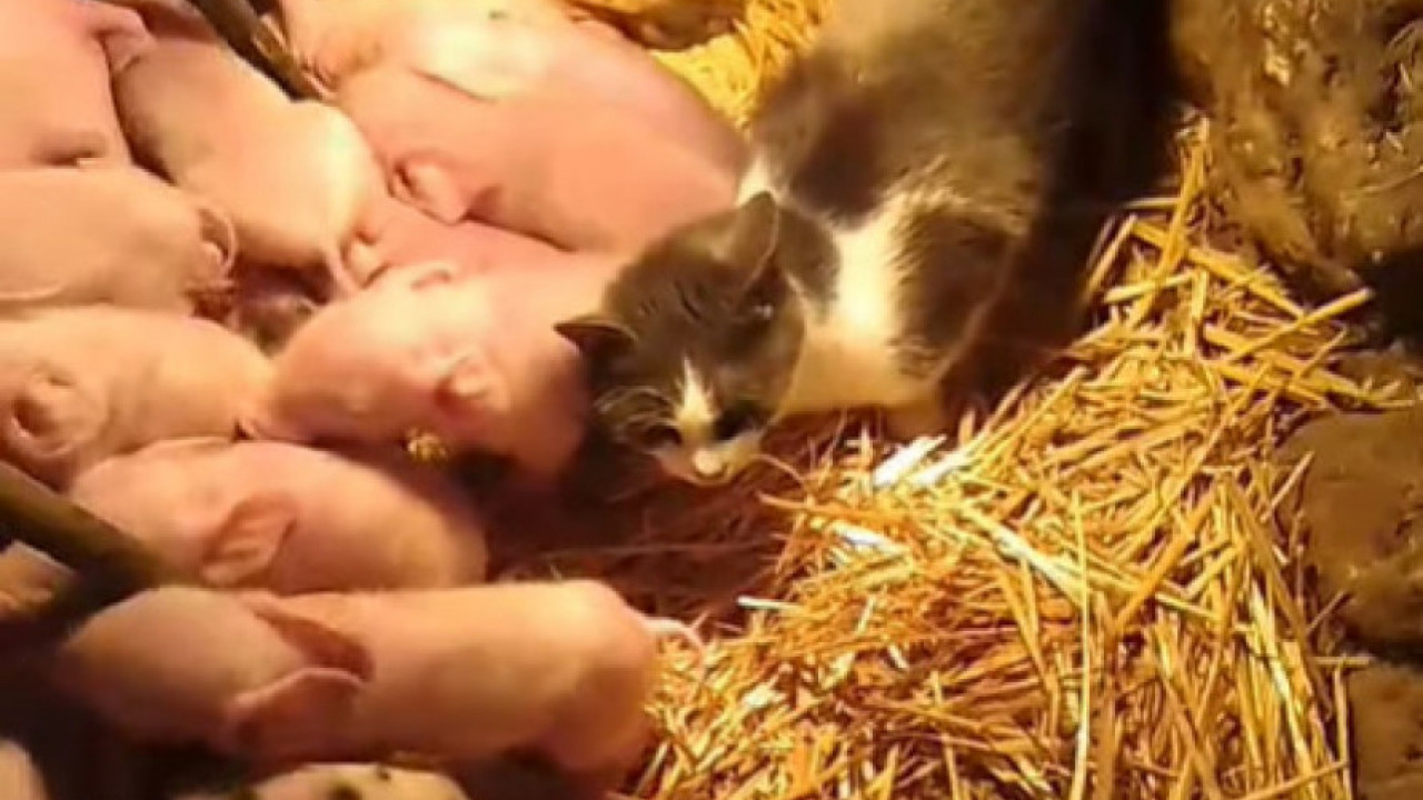ČUDO NA JUGU Krmača oprasila 17 -mačka Mica dadilja prasićima