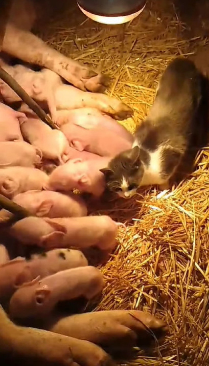 ČUDO NA JUGU Krmača oprasila 17 -mačka Mica dadilja prasićima