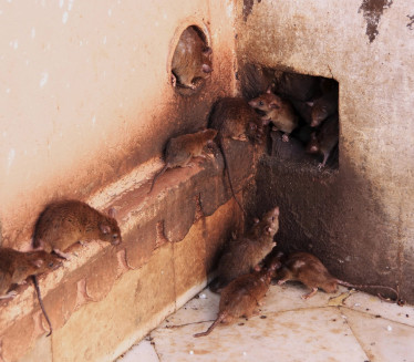 INVAZIJA PACOVA NA OSTRVU: Veličine psa-u ustima nose golube