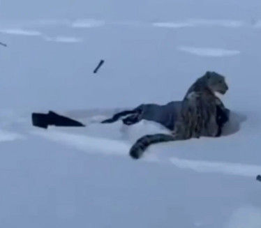 ДИВЉА ЗВЕР НА ЗИМОВАЊУ: Шта то вреба из снега?