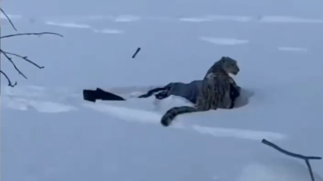 ДИВЉА ЗВЕР НА ЗИМОВАЊУ: Шта то вреба из снега?