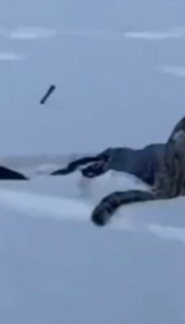 DIVLJA ZVER NA ZIMOVANJU: Šta to vreba iz snega?