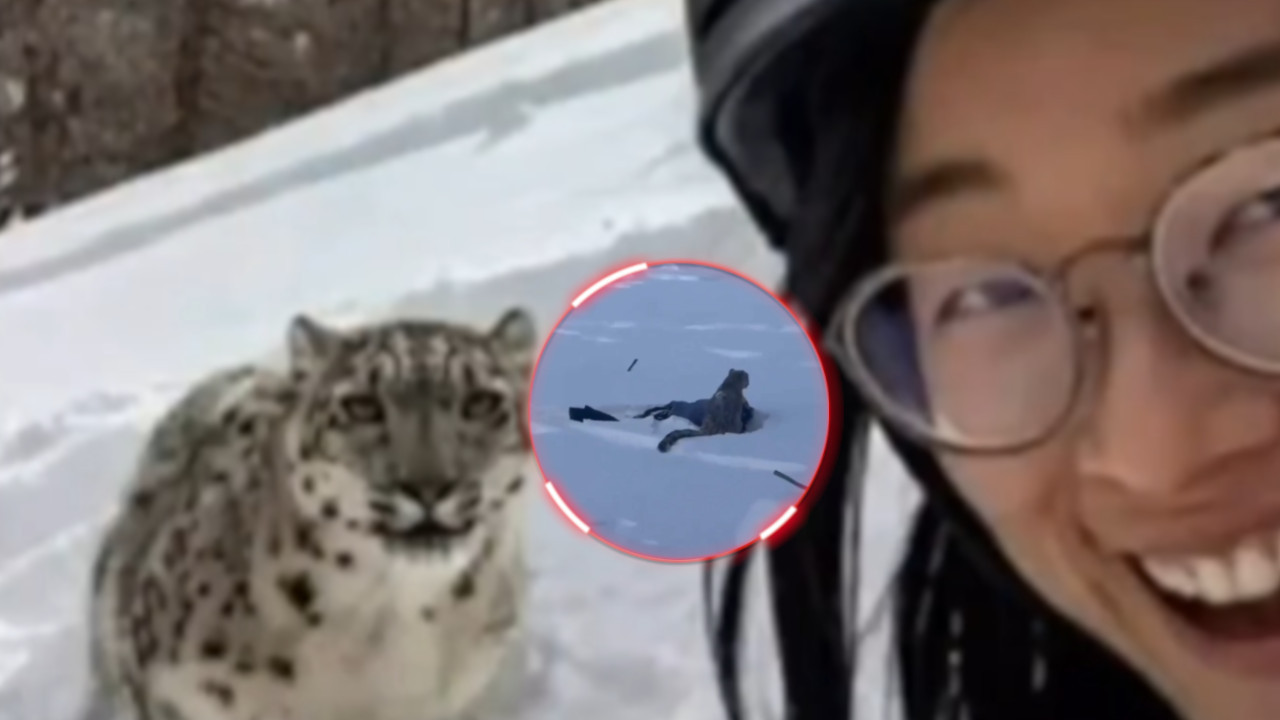 Ovo je SELFI žene pre nego što ju je napao snežni leopard
