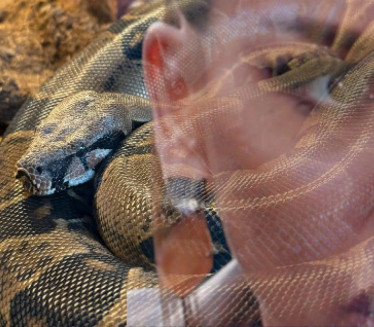 СТРАШНИ ЉУБИМАЦ: Наша певачица гаји ПИТОНА