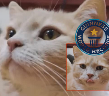 НАЈСТАРИЈИ МАЧАК НА СВЕТУ Рођен 90-их, чека га Гинис (ВИДЕО)