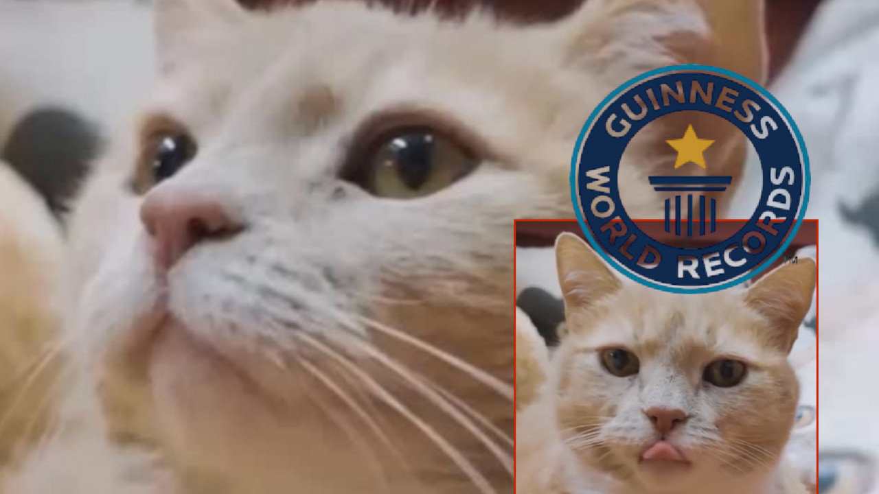 НАЈСТАРИЈИ МАЧАК НА СВЕТУ Рођен 90-их, чека га Гинис (ВИДЕО)