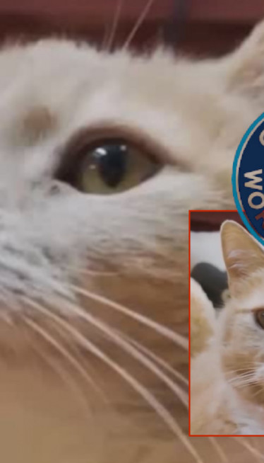 NAJSTARIJI MAČAK NA SVETU Rođen 90-ih, čeka ga Ginis (VIDEO)