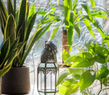 OPREZ: Zašto zimi ne treba držati cveće na prozoru?