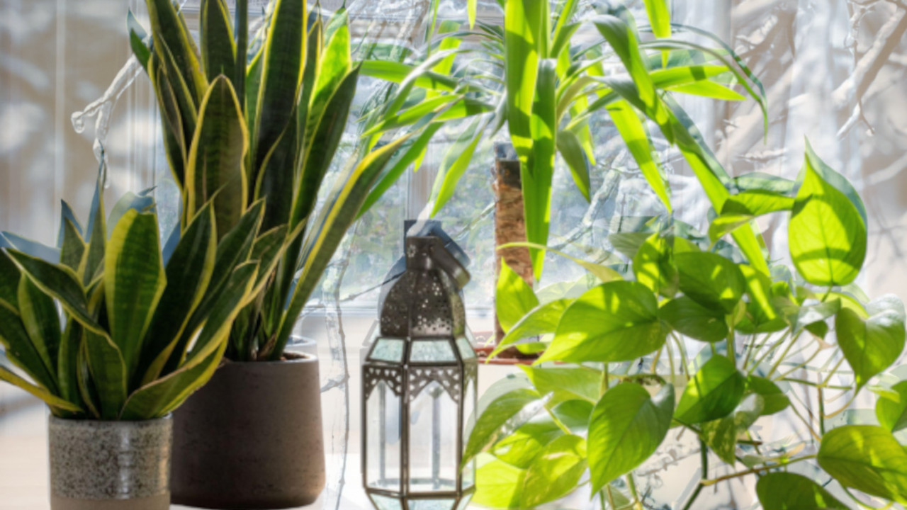 OPREZ: Zašto zimi ne treba držati cveće na prozoru?