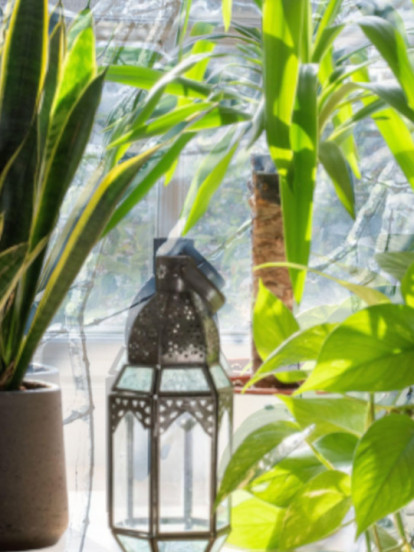 OPREZ: Zašto zimi ne treba držati cveće na prozoru?