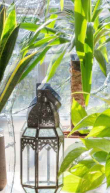 ОПРЕЗ: Зашто зими не треба држати цвеће на прозору?