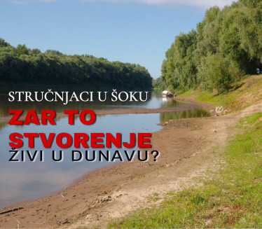 ŠOK ULOV U BAČKOJ: Primerak ribe završio na ispitivanju FOTO