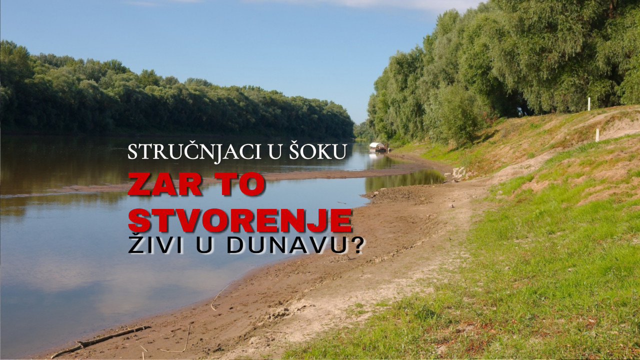 ŠOK ULOV U BAČKOJ: Primerak ribe završio na ispitivanju FOTO