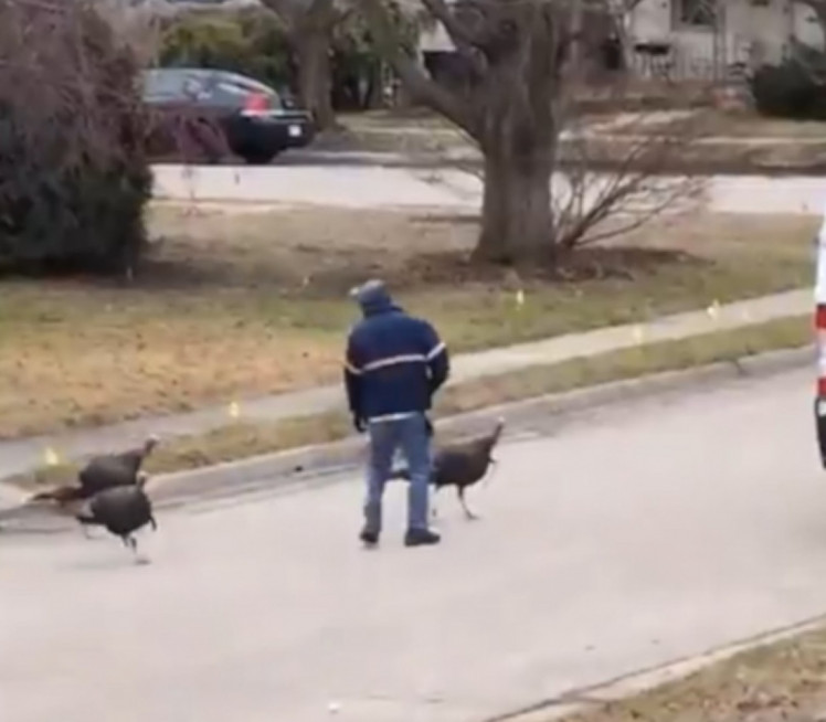 ДИВЉЕ ЋУРКЕ КИДИШУ НА ЉУДЕ Високе као деца школског узраста