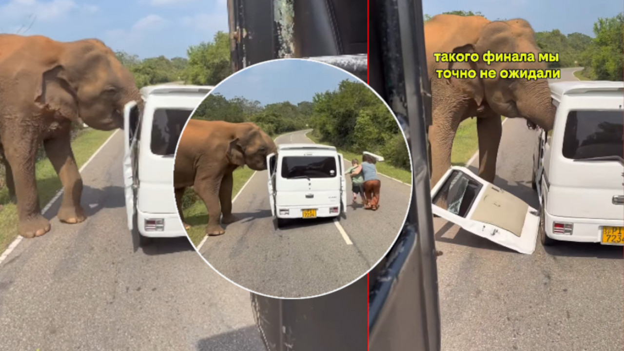 RUSI IMALI ODMOR IZ PAKLA: Slon težak tri tone odvalio vrata