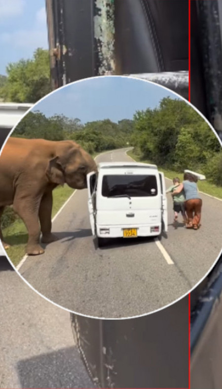 RUSI IMALI ODMOR IZ PAKLA: Slon težak tri tone odvalio vrata