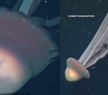 ŠOK: Otkrivena "fantomska meduza" veličine autobusa (VIDEO)