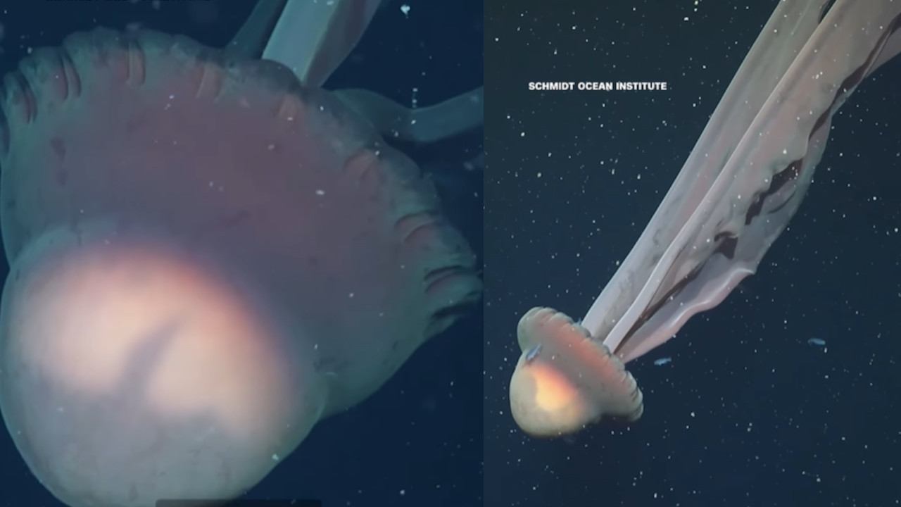 ŠOK: Otkrivena "fantomska meduza" veličine autobusa (VIDEO)