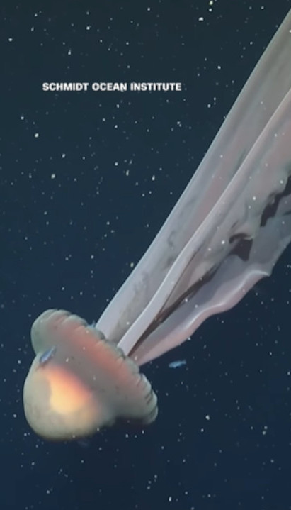 ШОК: Откривена "фантомска медуза" величине аутобуса (ВИДЕО)