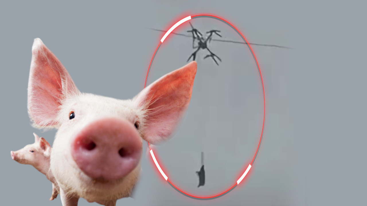 STOČARE, ŠTA URADI: Zašto je vezao prase za dron? (VIDEO)
