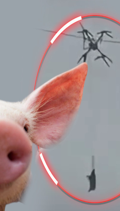 STOČARE, ŠTA URADI: Zašto je vezao prase za dron? (VIDEO)