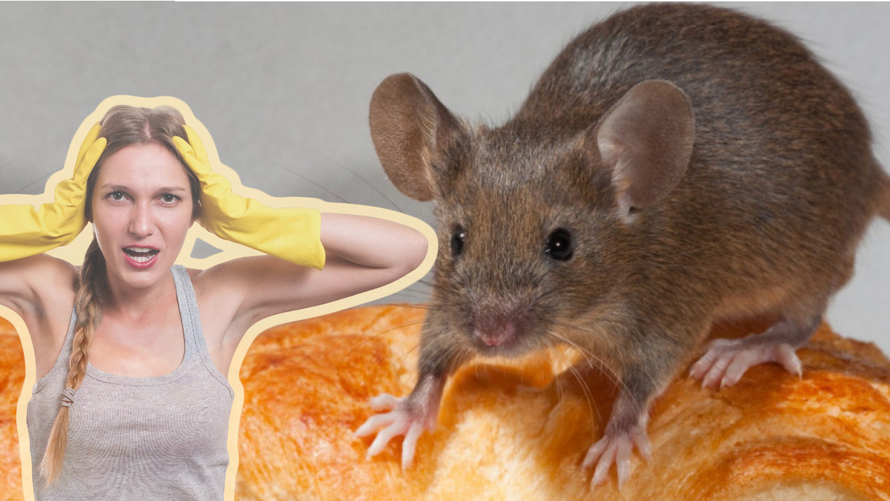 MAGNET ZA ŠTETOČINE: Ovi predmeti privlače ih brže od hrane