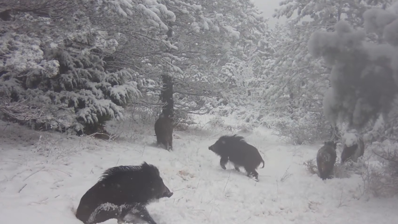 ХИТ СНИМАК ИЗ ШУМЕ: Камера ухватила разигране свиње (ВИДЕО)