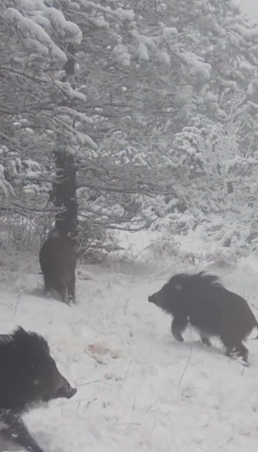 HIT SNIMAK IZ ŠUME: Kamera uhvatila razigrane svinje (VIDEO)