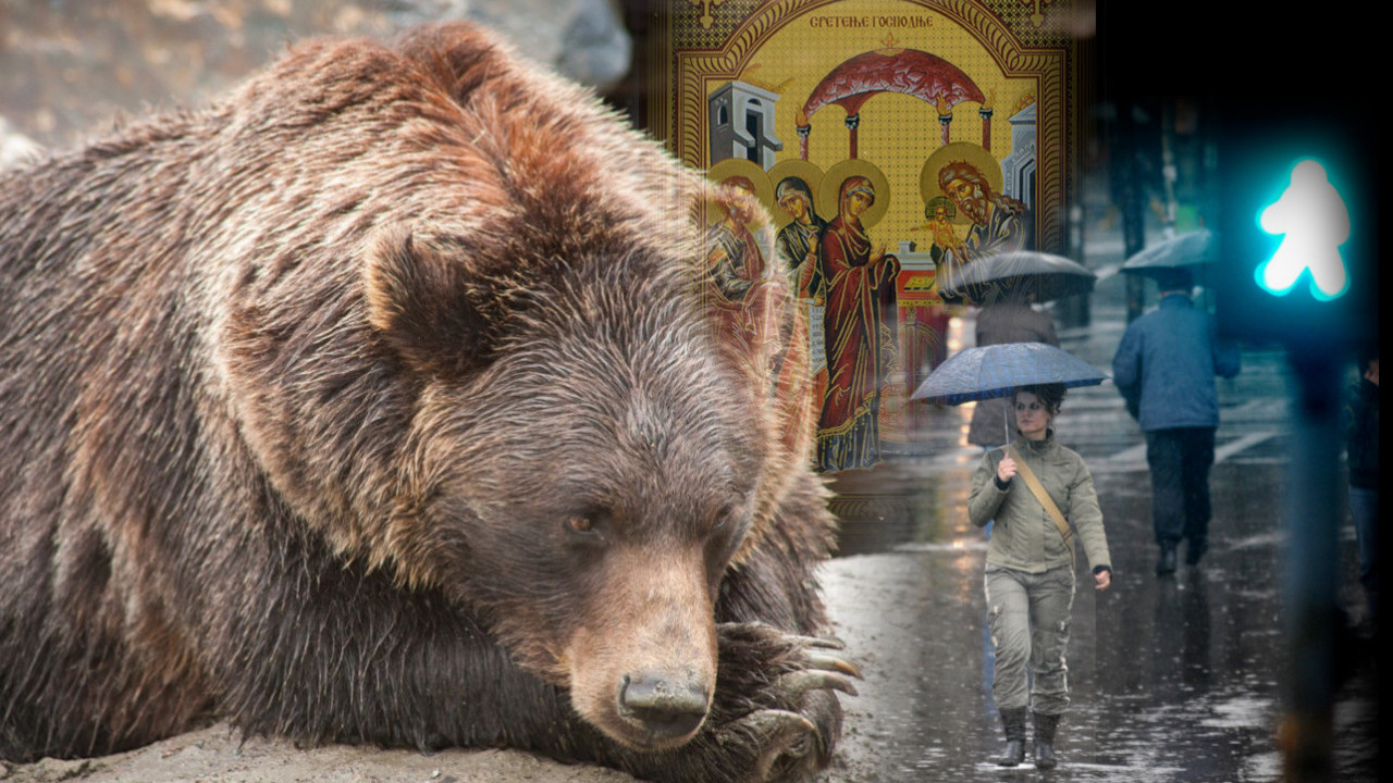 KIŠA LILA NA SRETENJE A onda su videli šta su uradili medvedi