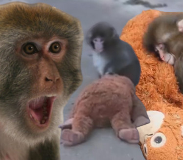 СВЕТ У СУЗАМА: Мајмуница оставила бебу, сурова игра природе