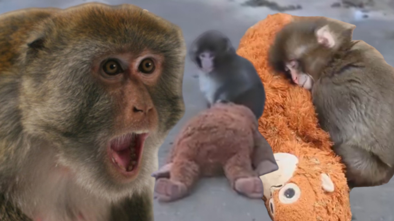 SVET U SUZAMA: Majmunica ostavila bebu, surova igra prirode