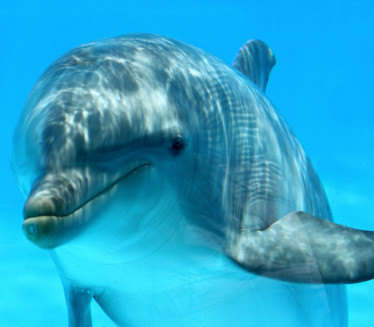 ЧУДО У РЕГИОНУ Залутали делфин породио младунче у реци Јадро