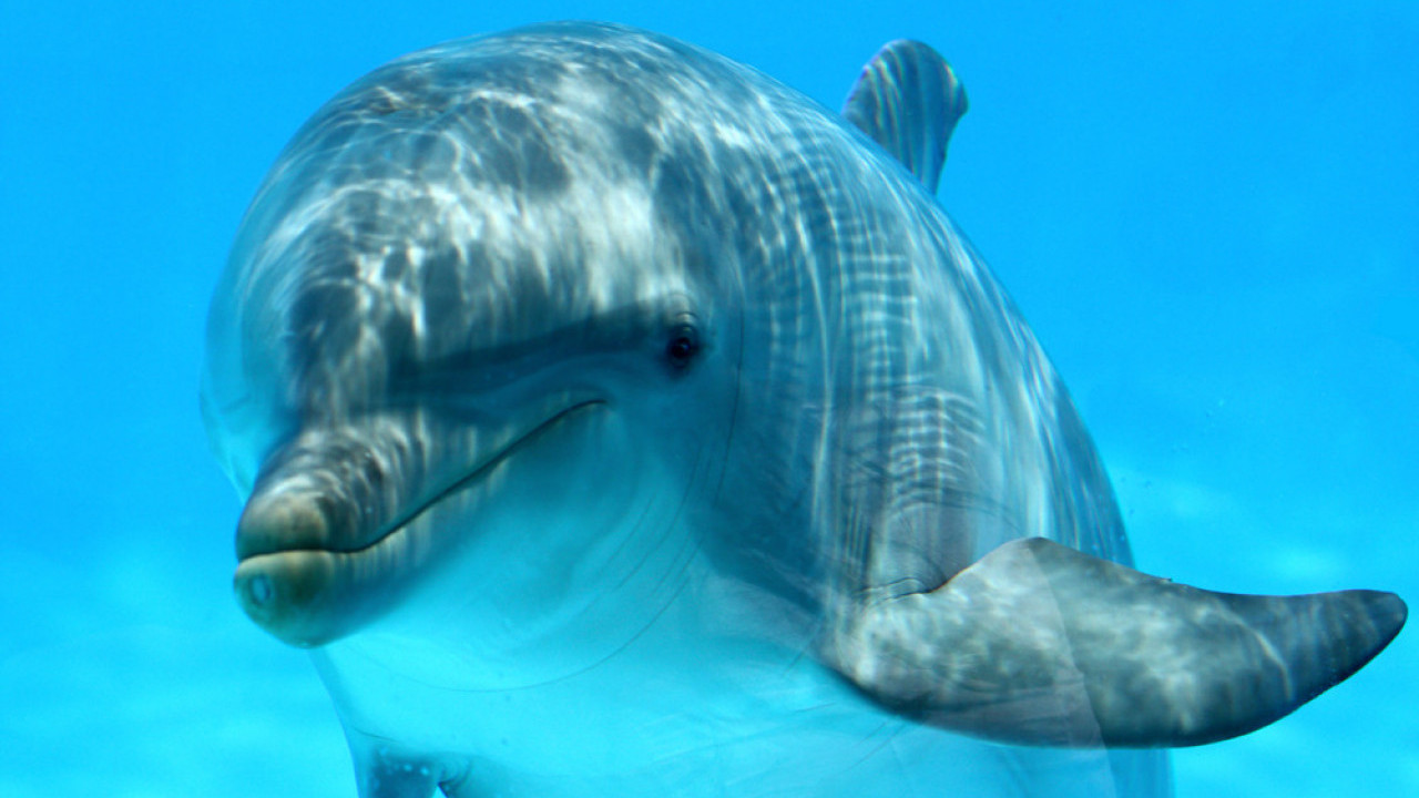 ЧУДО У РЕГИОНУ Залутали делфин породио младунче у реци Јадро