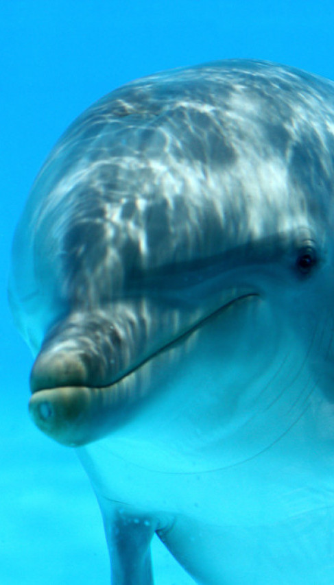 ČUDO U REGIONU Zalutali delfin porodio mladunče u reci Jadro