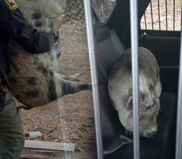 Полиција УХАПСИЛА свињу! (ВИДЕО)