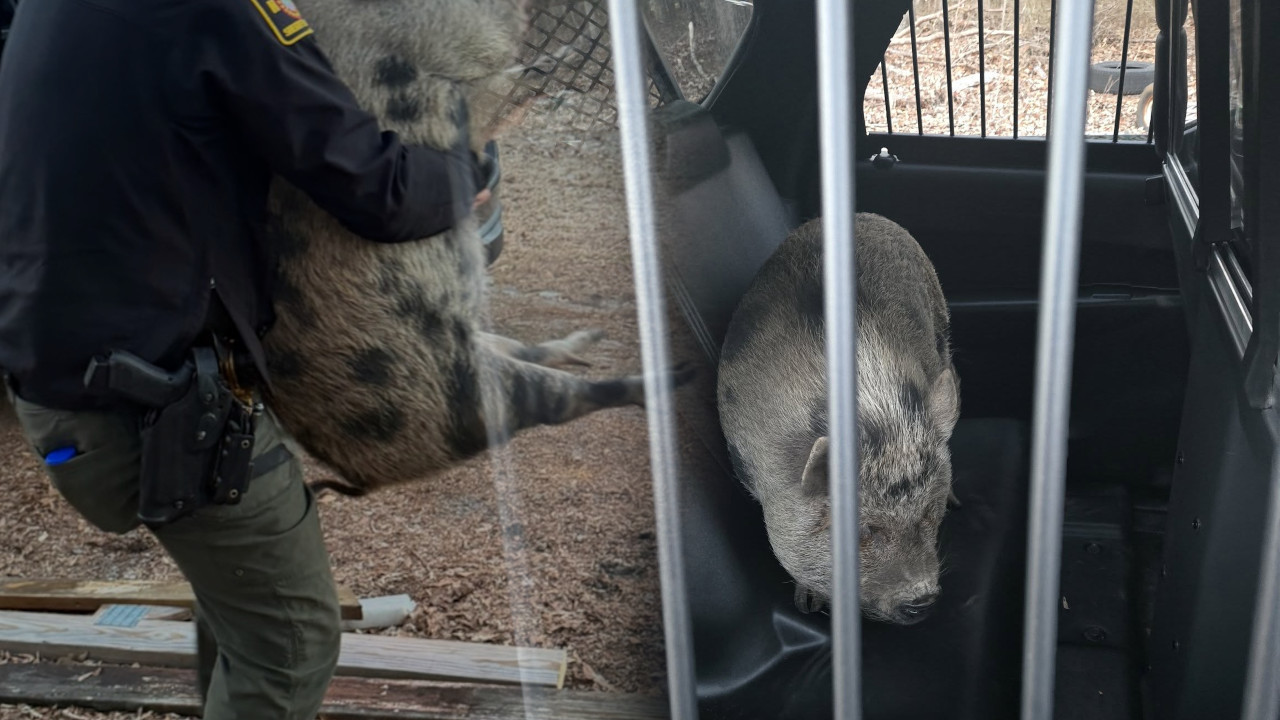 Policija UHAPSILA svinju! (VIDEO)