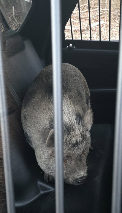 Policija UHAPSILA svinju! (VIDEO)