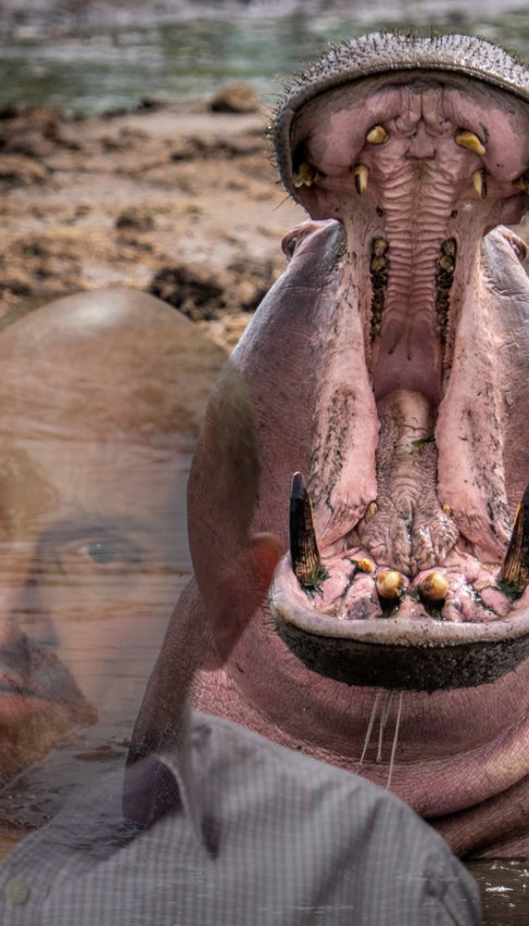 Nilski konj ga SAŽVAKAO I ISPLJUNUO: Evo kako je preživeo