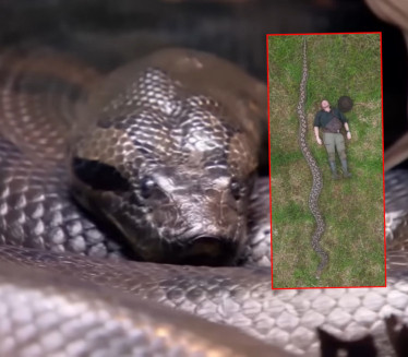 НАЈВЕЋА ИКАД: Научни открили чудовишно велику ЗМИЈУ